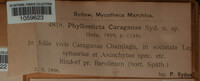 Phyllosticta caraganae image